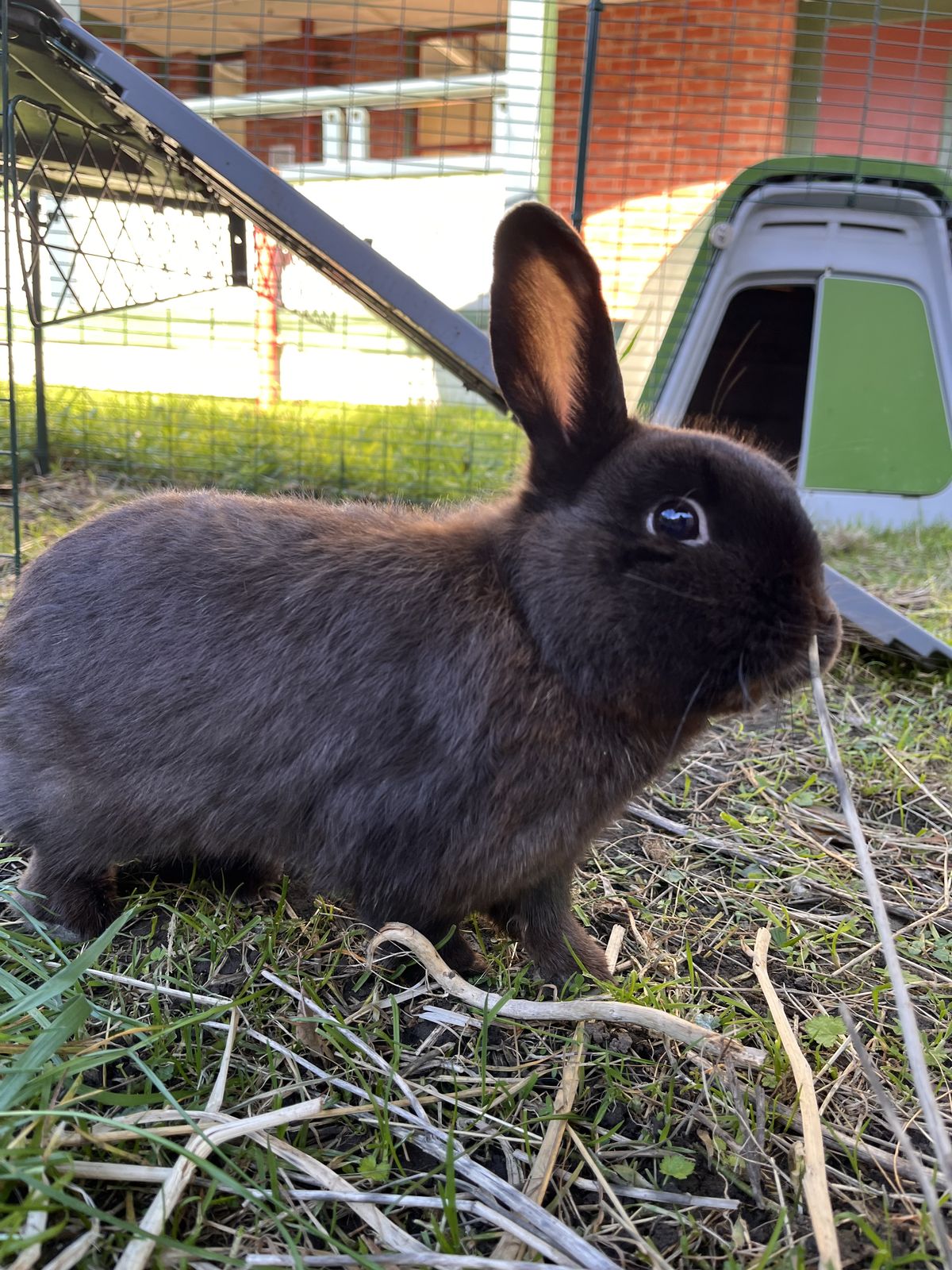 Gallery image: Sergeant Haggis Buns