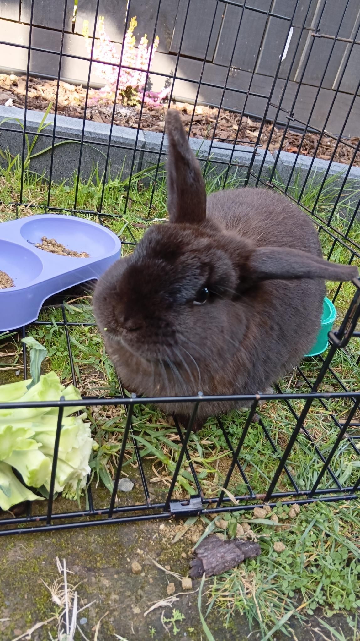 Gallery image: Sergeant Haggis Buns