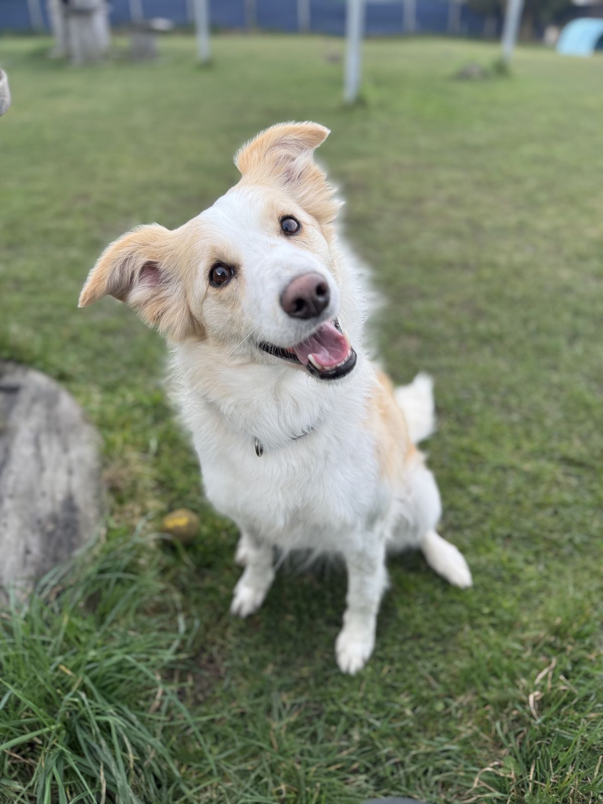 Gallery image: Daisy