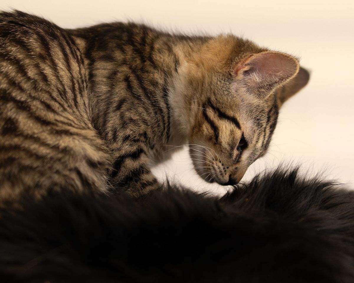 Gallery image: Nutmeg