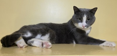 Astrid - Domestic Short Hair