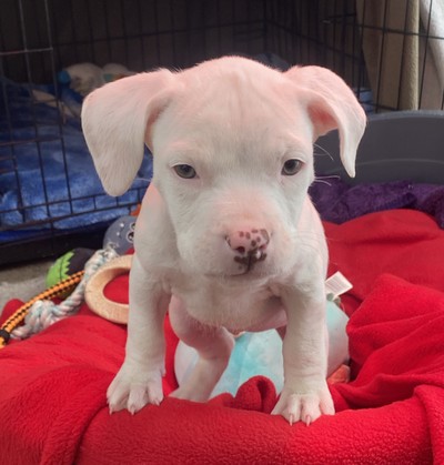 Snowy - Medium Cross Breed
