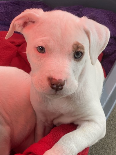 Spot - Medium Cross Breed