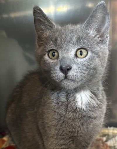 Miss Azalea