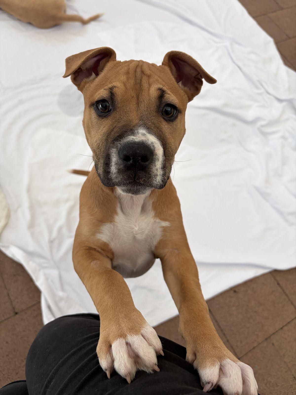 Gallery image: Mocha