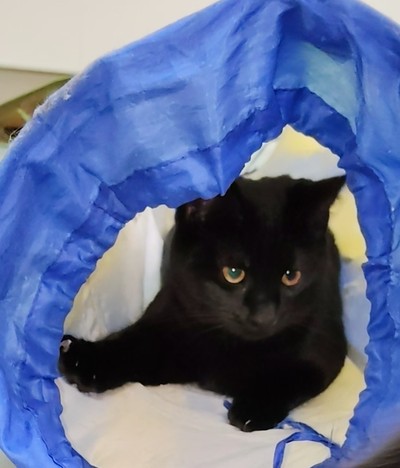 Prickle - Domestic Short Hair
