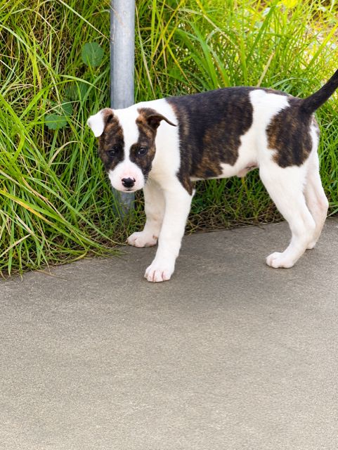 Gallery image: Dixie