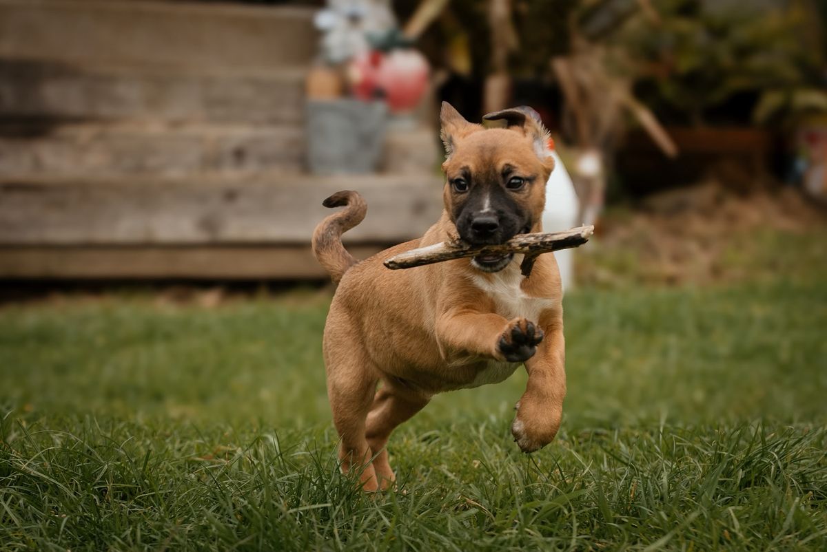 Gallery image: Jango