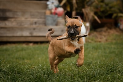 Jango - Medium Cross Breed
