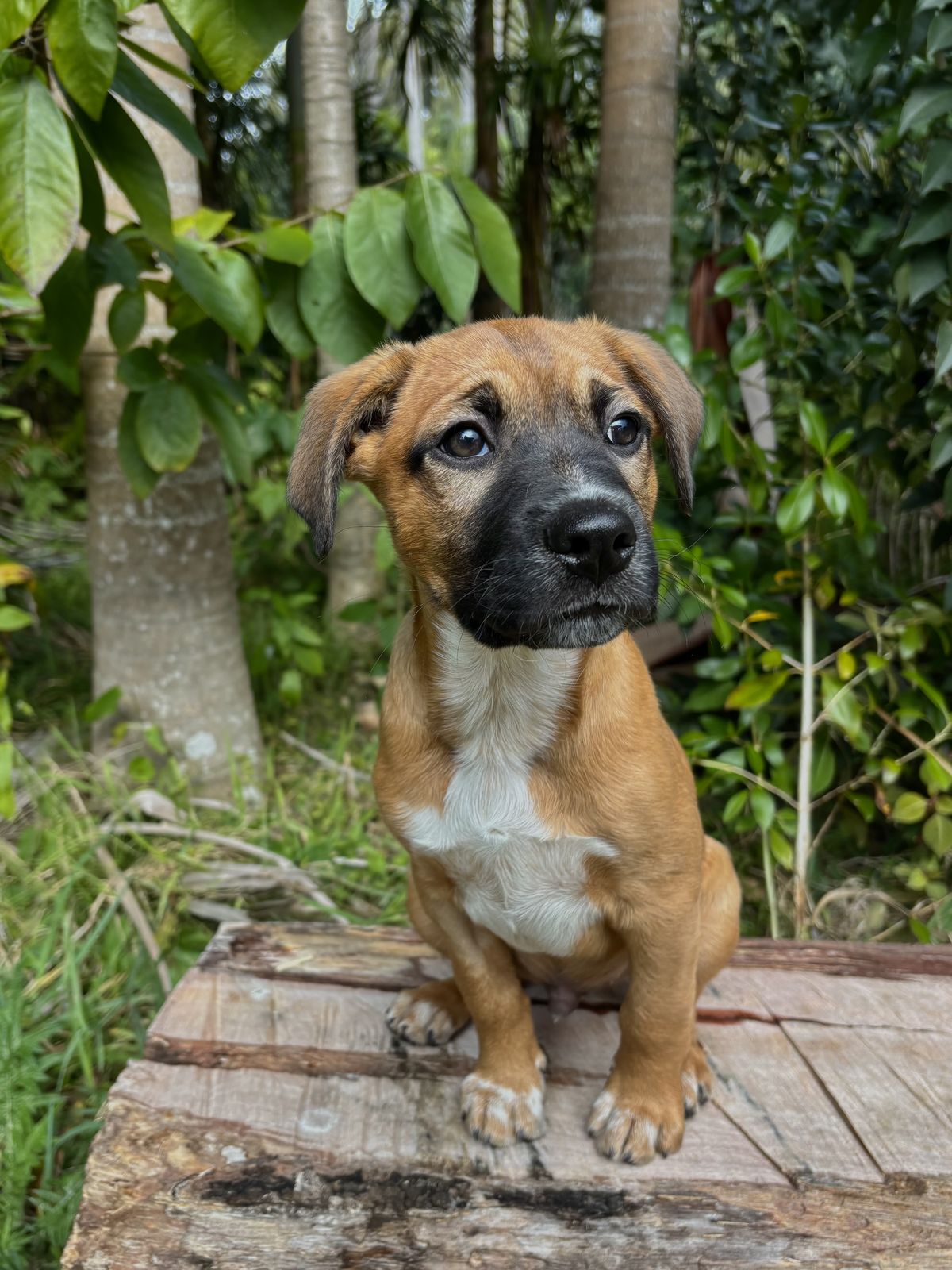 Gallery image: Jango