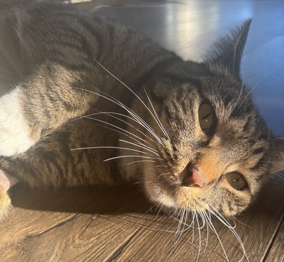 Steven - Domestic Short Hair