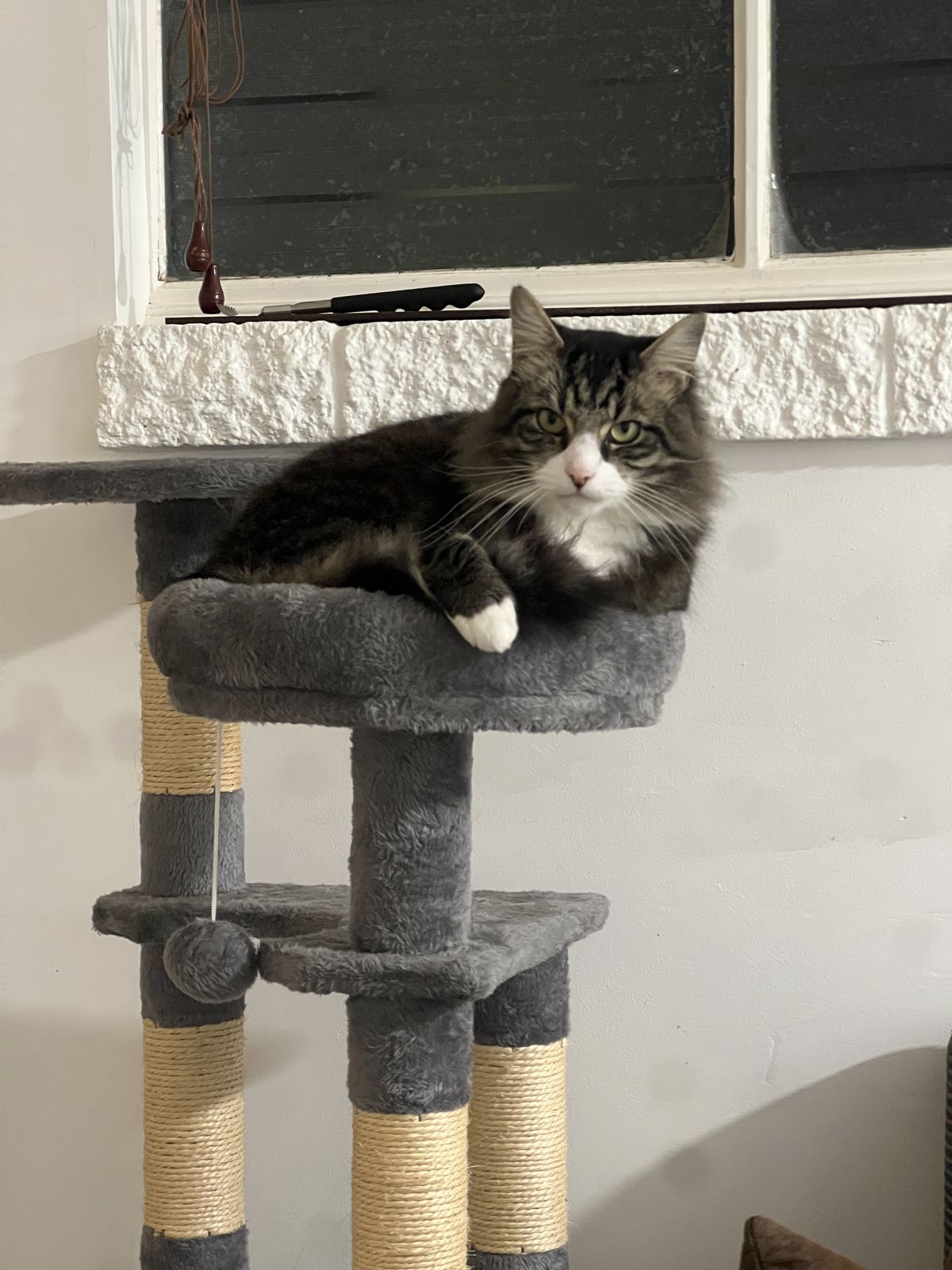 Gallery image: Muffin