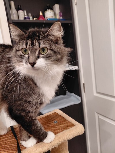 Penelope - Domestic Medium Hair