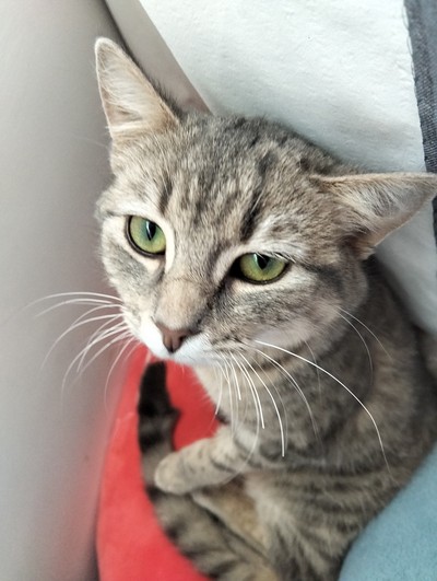 Jenna  - Domestic Short Hair