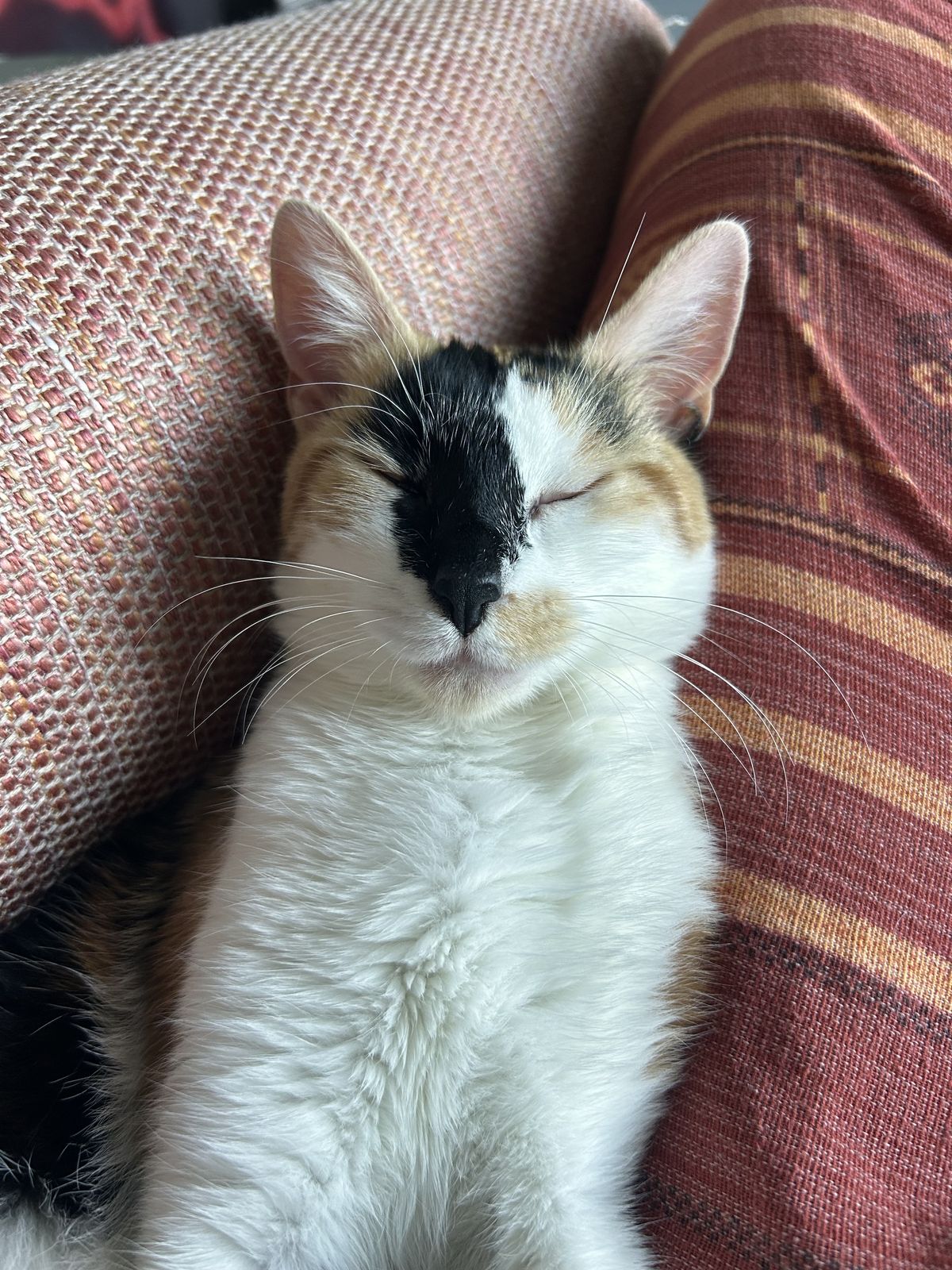 Gallery image: Callie