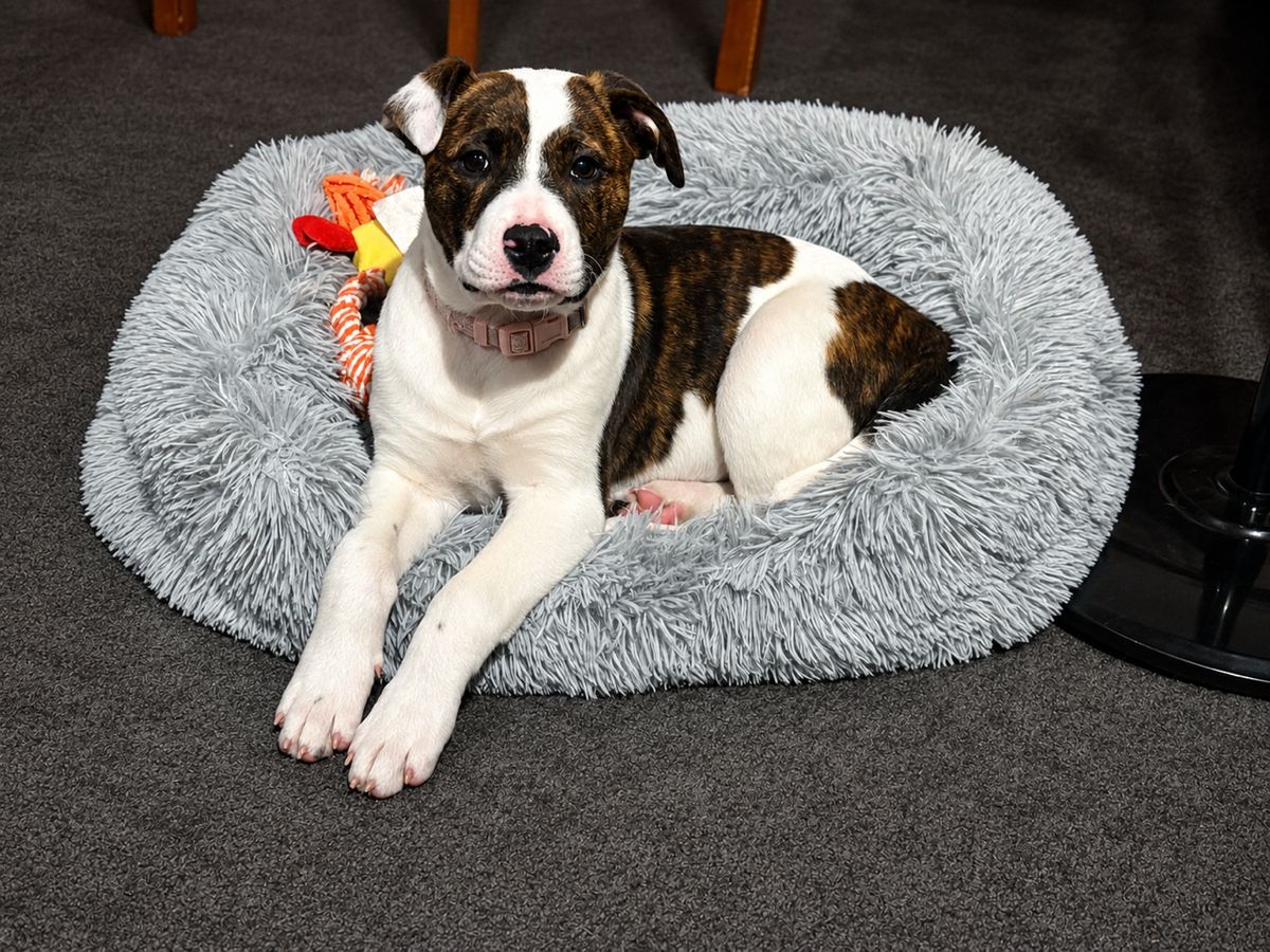 Gallery image: Dixie
