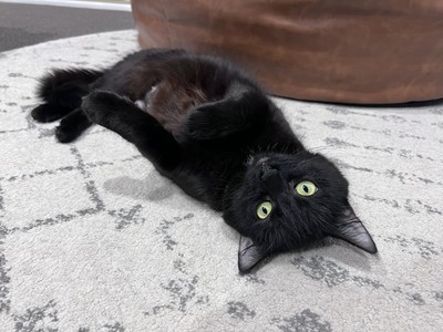 Carol Brady  - Domestic Short Hair