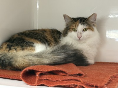 Saraiah - Domestic Longhair