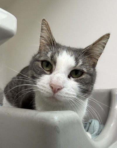 Azzy - Domestic Short Hair