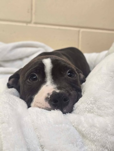 Beckham - Medium Cross Breed