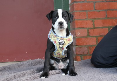 Meadow - Staffy