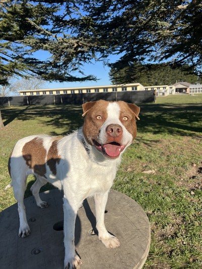 Harvey - Staffy