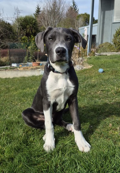 Kafka - Medium Cross Breed