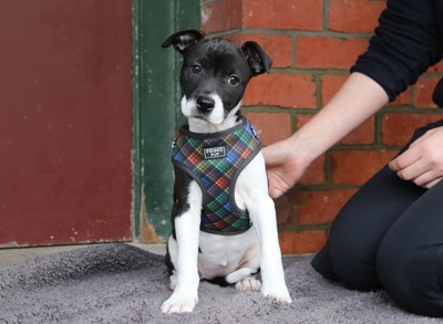Maeve - Staffy
