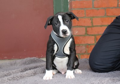 Mac - Staffy
