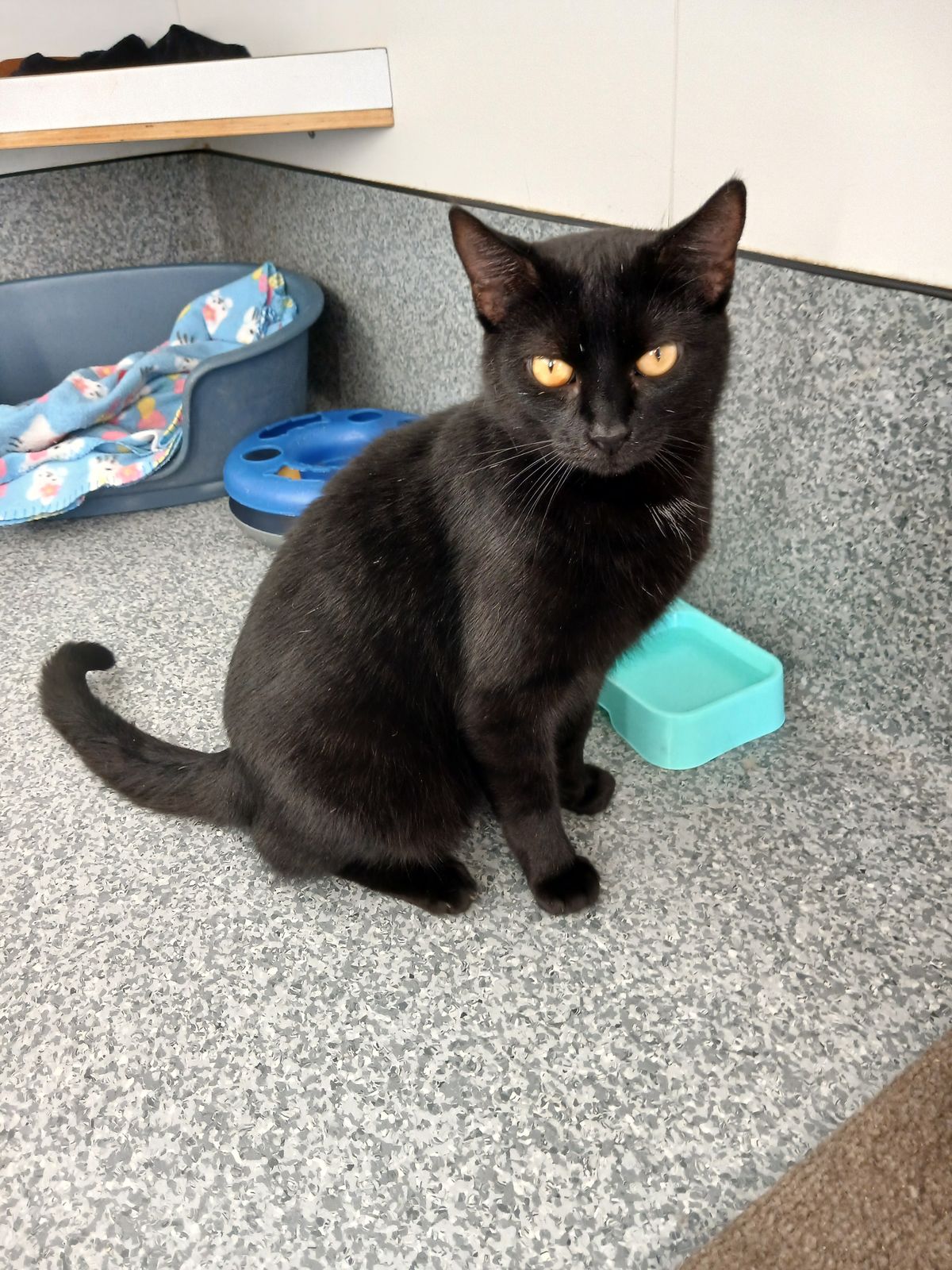 Gallery image: Sooty