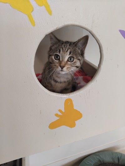 Dezy - Domestic Short Hair