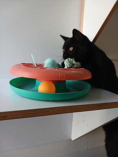 Bubbles - Domestic Short Hair