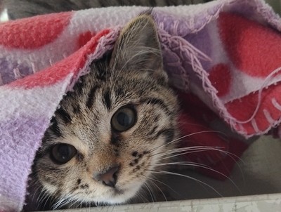 Betty - Domestic Short Hair