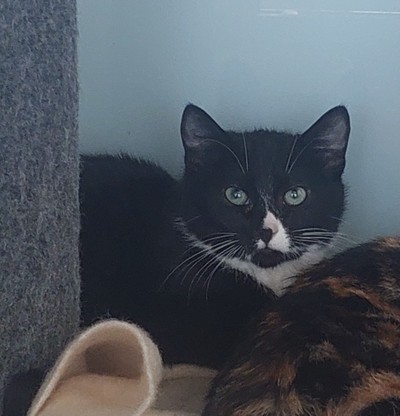 Otis - Domestic Short Hair