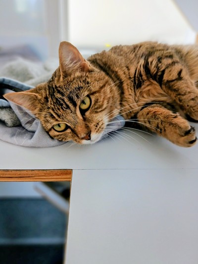 Biscuit - Domestic Short Hair
