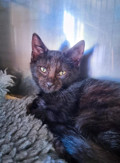 Xavier - Domestic Short Hair