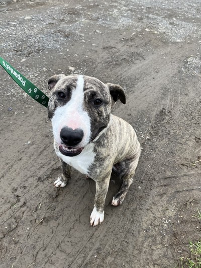 Freya - Bull Terrier