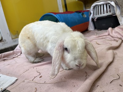 Shanti - Lop Eared