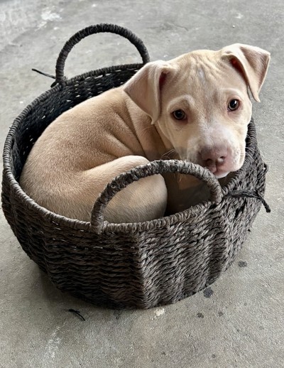 Nilla - Medium Cross Breed