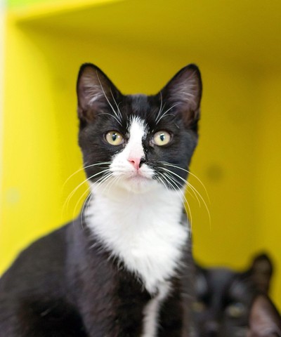 Sheldon - Domestic Short Hair