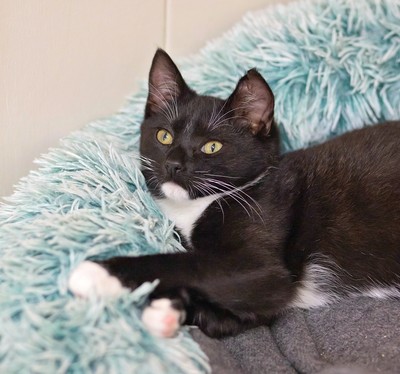 Puffin - Domestic Short Hair