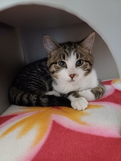Delhi - Domestic Short Hair