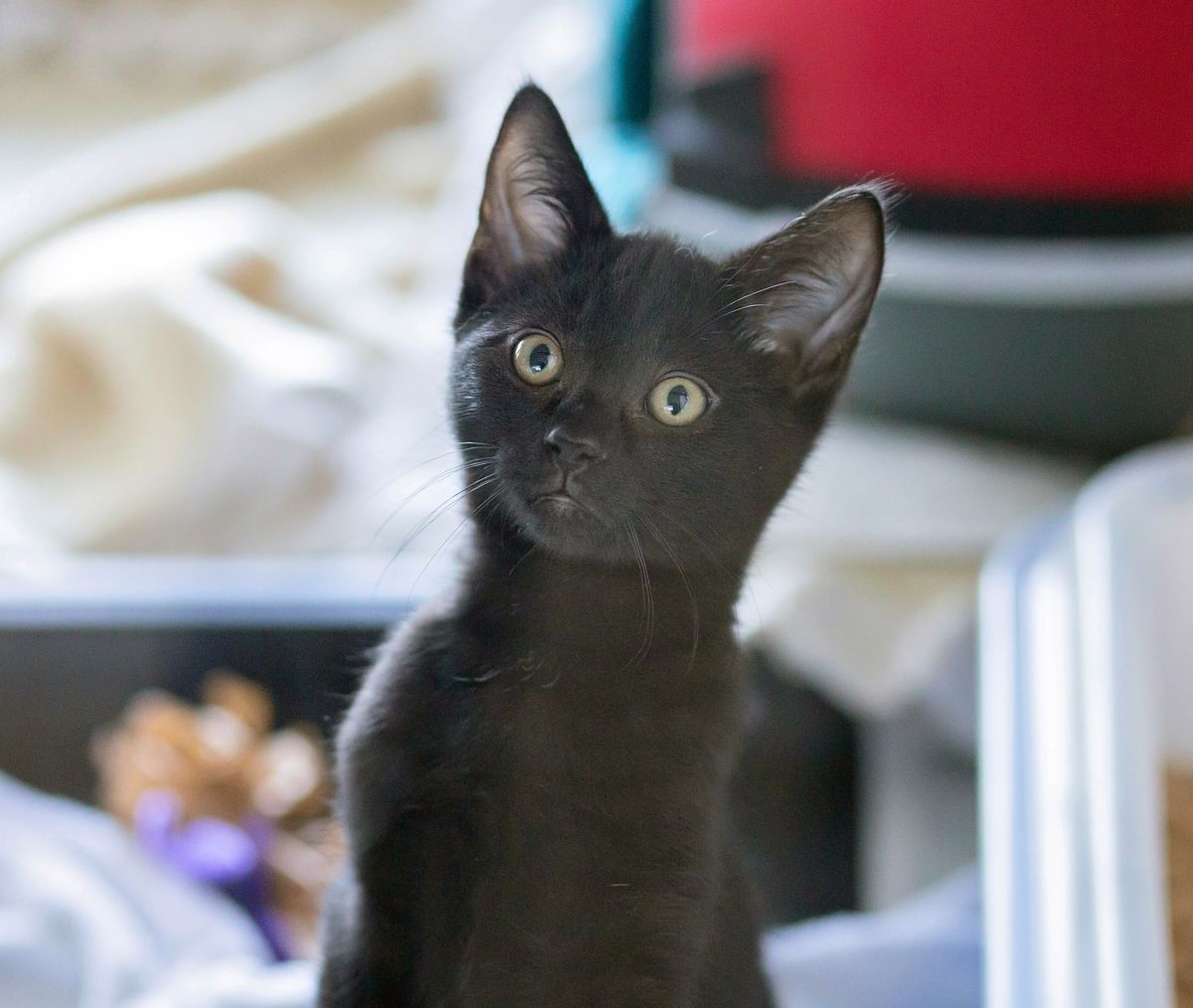 Gallery image: Obi