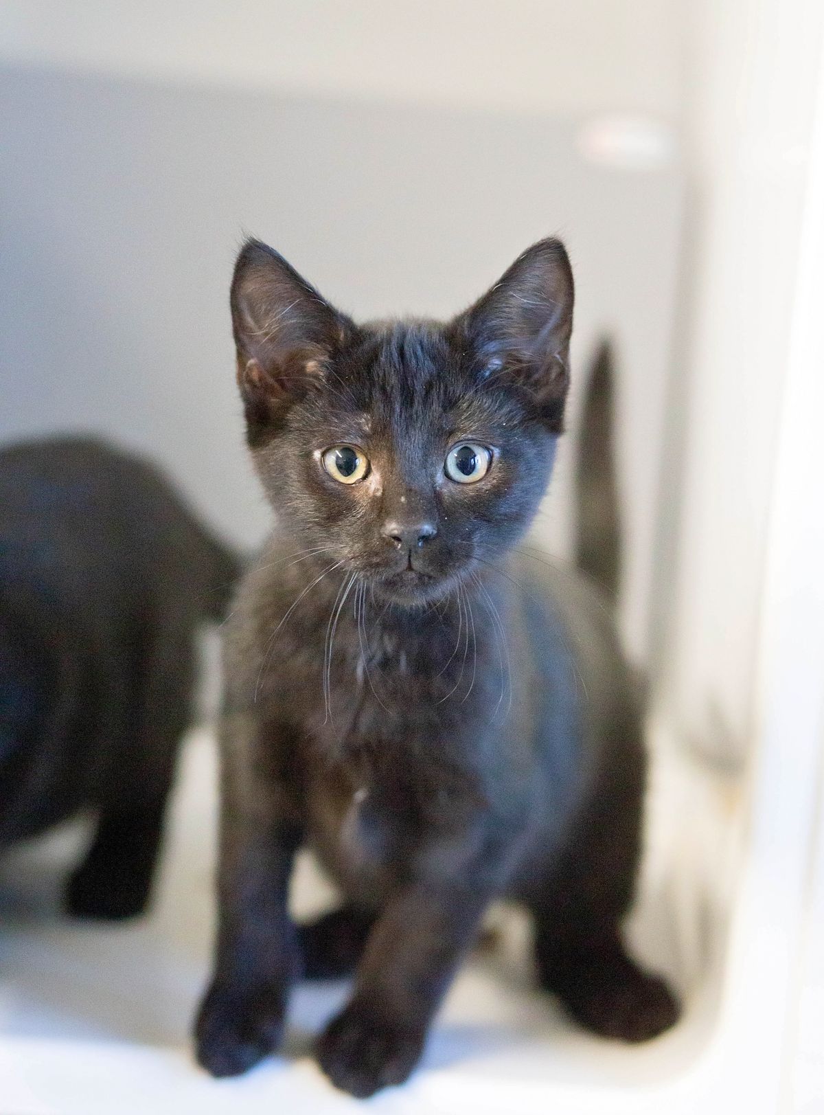Gallery image: Obi