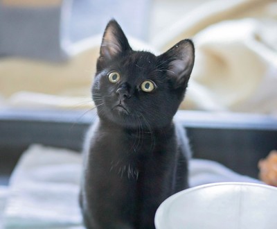 Loki - Domestic Short Hair
