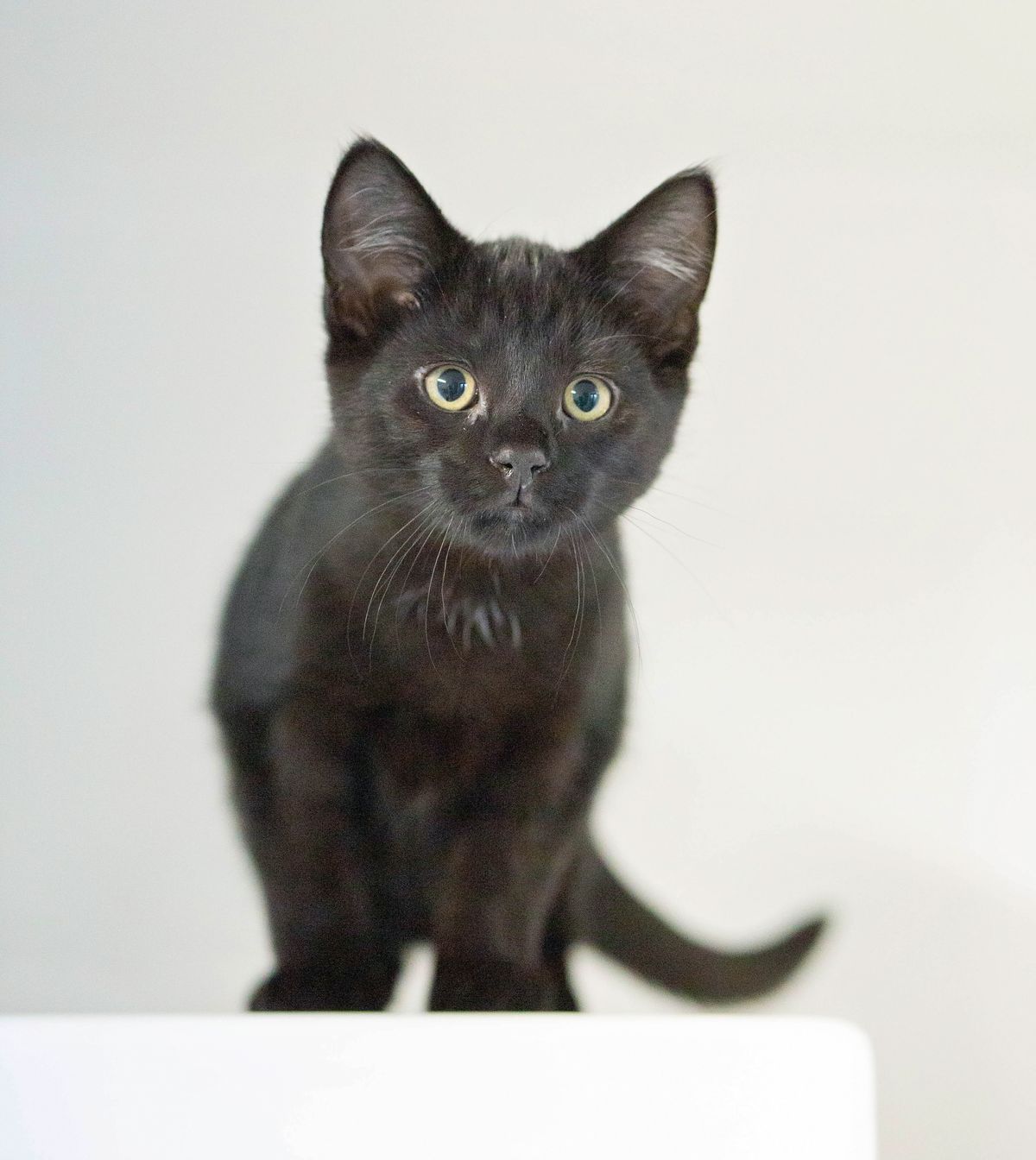 Gallery image: Loki