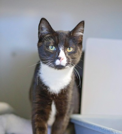 Penny - Domestic Short Hair