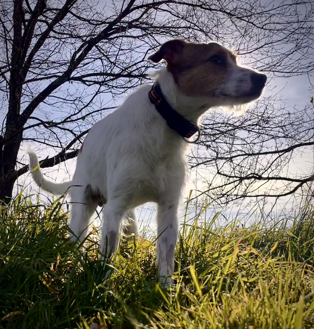 Gallery image: Scruffy