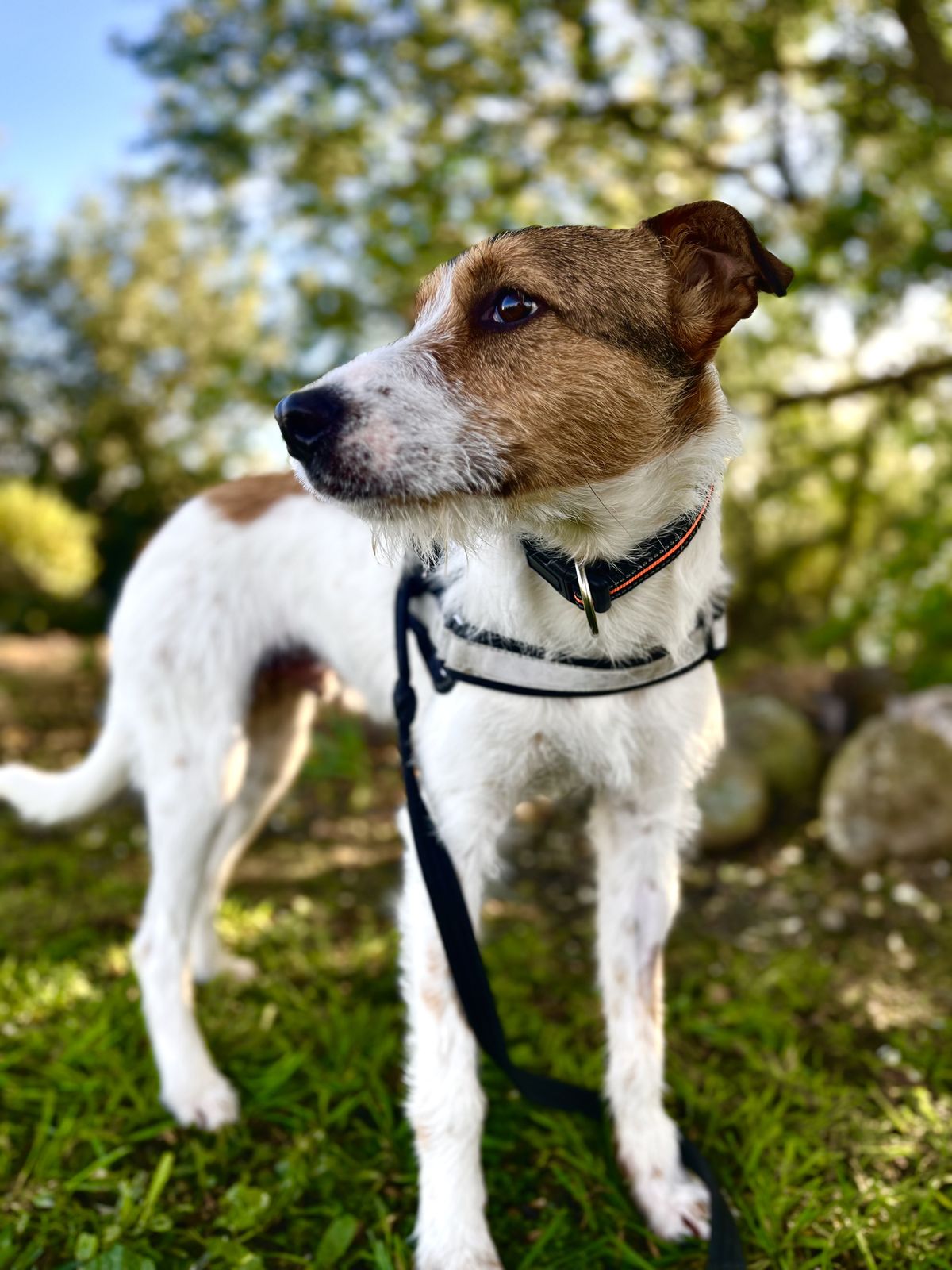 Gallery image: Scruffy