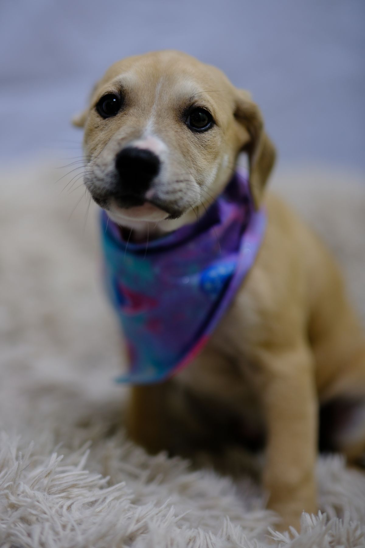 Gallery image: Sammy